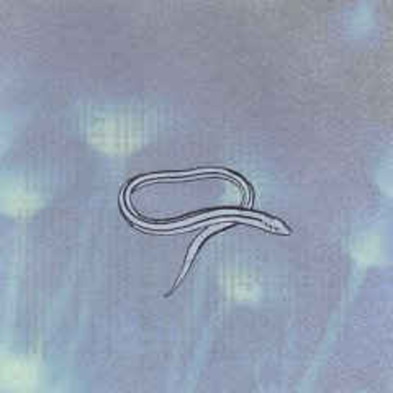 Crooked Fingers – Bring On the Snakes – CD